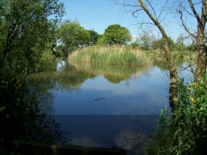 A view of Oakland Waters